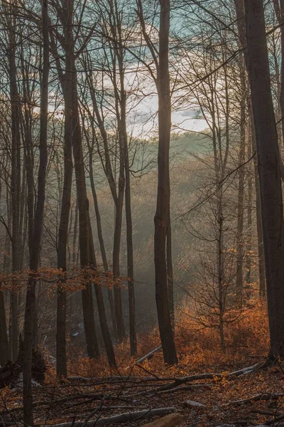 Vertikální Záběr Vysokých Stromů Podzimním Lese — Stock fotografie