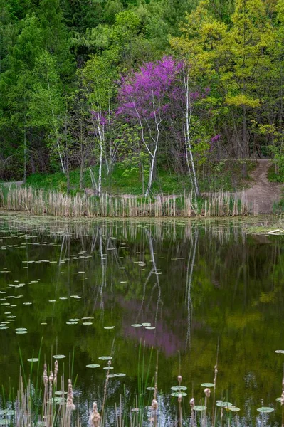 穏やかな湖に映る葦や木々の垂直ショット — ストック写真