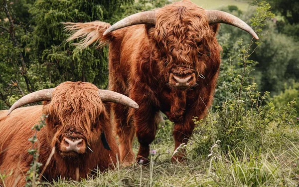 Par Ganado Las Tierras Altas Pasto Alemania — Foto de Stock