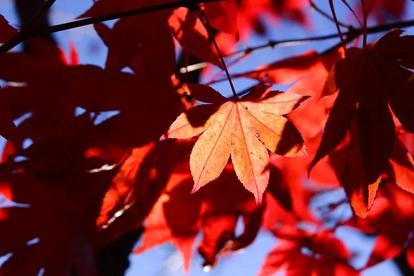 Zbliżenie Pięknych Jasnych Czerwonych Liści Drzewach Słońcu Cieniu — Zdjęcie stockowe