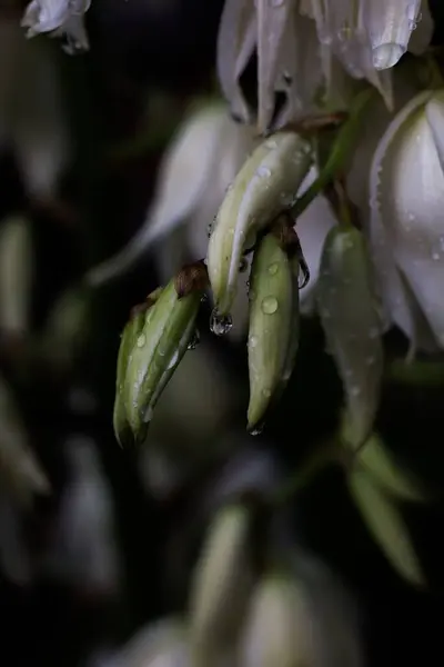 Κοντινό Πλάνο Φυτού Σταγόνες Μετά Από Δυνατή Βροχή Κάθετη Βολή — Φωτογραφία Αρχείου