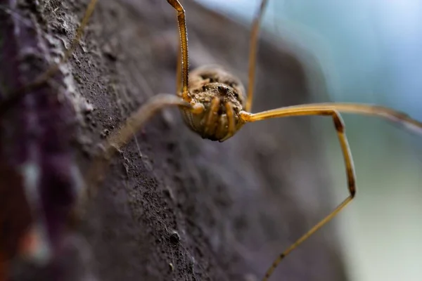 Detailní Záběr Sklepního Pavouka Rozmazaném Pozadí — Stock fotografie