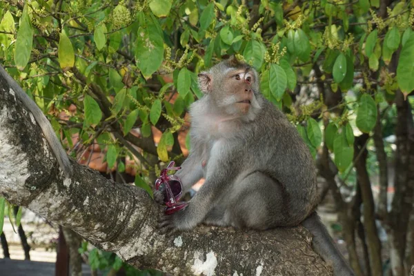 Close Macaco Cauda Longa Macaca Fascicularis Fascicularis Sentado Uma Árvore — Fotografia de Stock