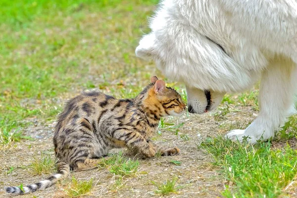 Samoyed Beyaz Köpek Bengal Kedisi Açık Havada Kucaklaşıyorlar — Stok fotoğraf