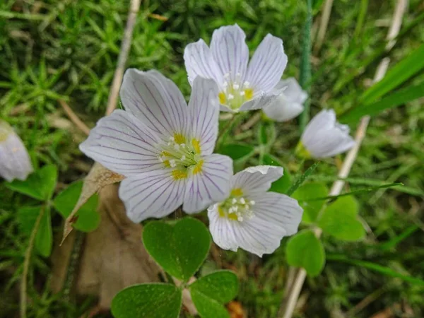 Närbild Skott Vanliga Trä Sorrel Oxalis Acetosella Blommor Blommar Trädgård — Stockfoto