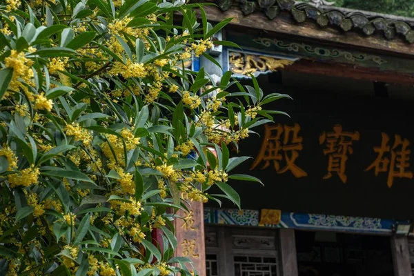 Templo Chino Con Árbol Floreciente Amarillo Primer Plano —  Fotos de Stock