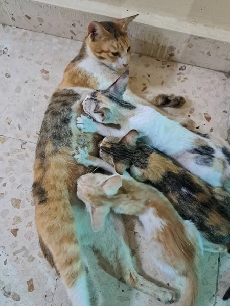 Мама Кішка Годує Свою Дитину — стокове фото