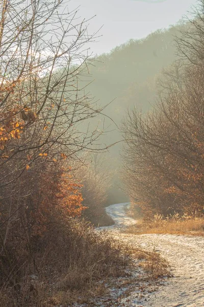 Een Verticaal Schot Van Vuiligheid Weg Omringd Door Bomen Herfst — Stockfoto