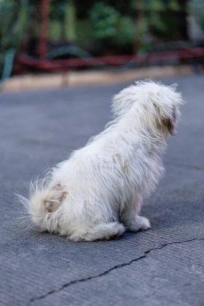 Tiro Vertical Cão Shih Tzu Por Trás Como Sentado Lado — Fotografia de Stock