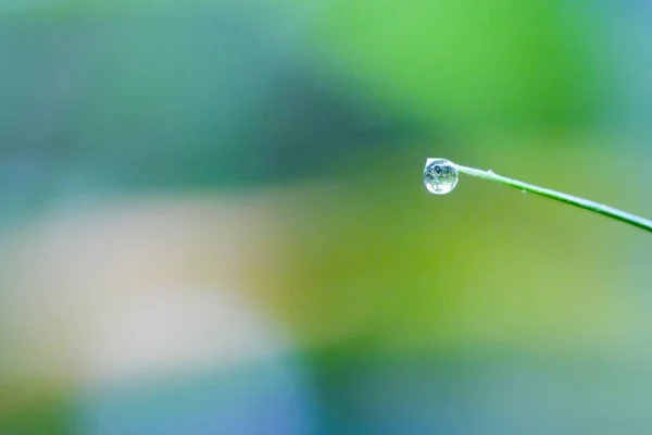 Primer Plano Una Pequeña Gota Agua Colgando Punta Una Planta —  Fotos de Stock