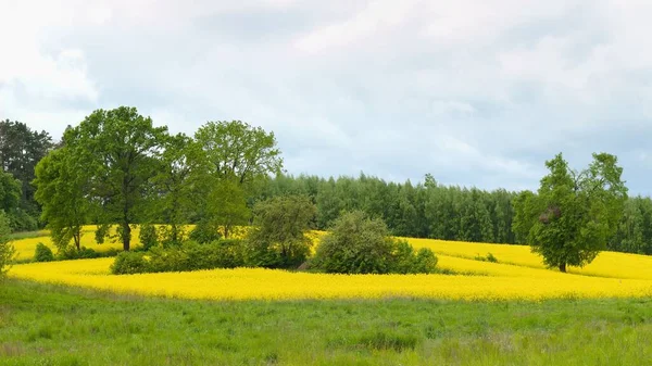 Landscape Shot Blooming Rapeseeds Trees Sunny Spring Day — Stock Photo, Image