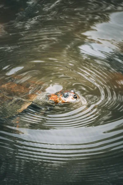 Una Tortuga Arrau Nadando Agua — Foto de Stock