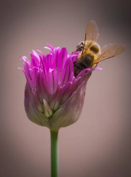 Macro Shot Bee Purple Flower Garden — Stock Photo, Image