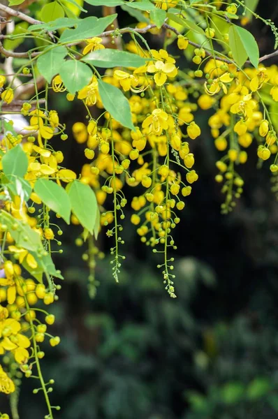 Een Prachtige Gouden Doucheboom Met Levendige Gele Bloemen Groene Bladeren — Stockfoto