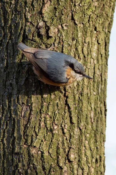 Uma Foto Close Pássaro Robin Europeu — Fotografia de Stock