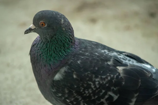 鳩の鳥のクローズ — ストック写真