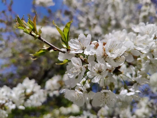 Widok Bliska Gałęzi Drzewa Wiśni Wypełnionej Wiśniowymi Kwiatami Świetle Dziennym — Zdjęcie stockowe
