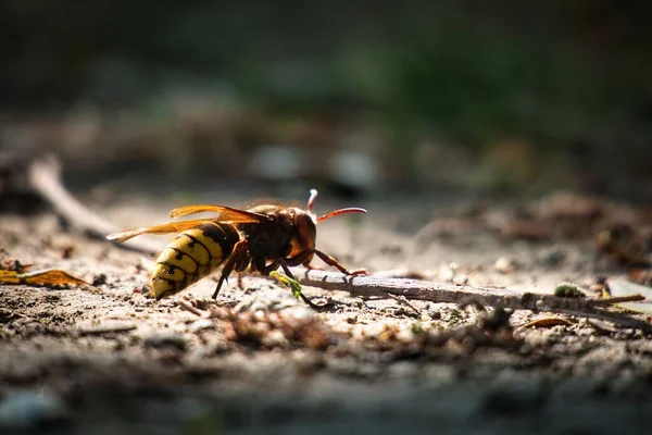 Grande Hornet Europeu Colhendo Galho Estreito Chão Uma Floresta Ensolarada — Fotografia de Stock