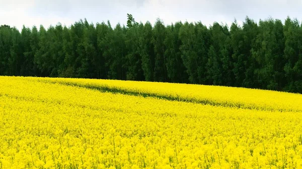 Een Landschap Shot Van Bloeiende Koolzaad Bomen Een Zonnige Voorjaar — Stockfoto