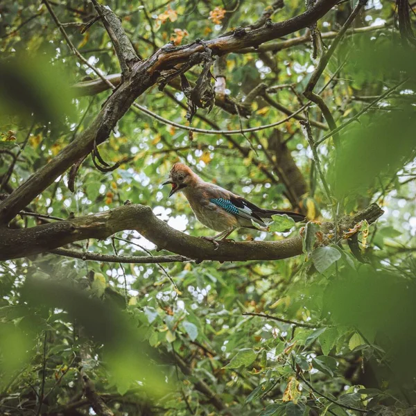 Eine Vertikale Nahaufnahme Von Eichelhäher Garrulus Glandarius Auf Dem Zweig — Stockfoto