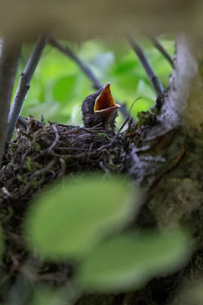 A closeup shot of a little Common blackbird in a nest