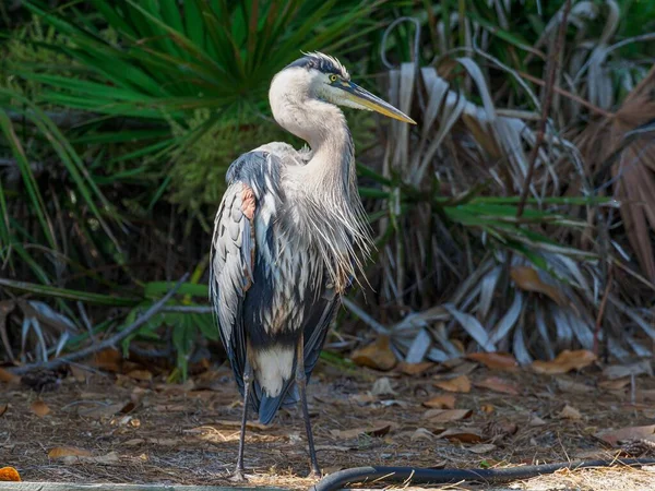 Velká Modrá Volavka Pláži Santa Rosa Floridě — Stock fotografie