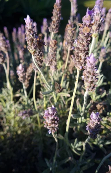 Arbusto Lavanda Sol Manhã — Fotografia de Stock