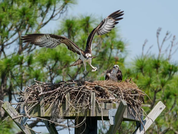 Osprey Rozevřenými Křídly Přinášející Potravu Blížící Hnízdu Ženskou Osprey — Stock fotografie