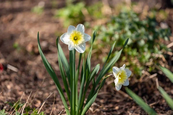 Bir tarlada çiçek açan nergislerin kapalı çekimi.