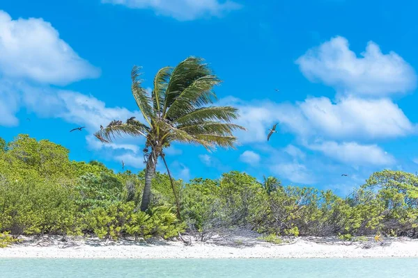 パラダイス アイランド ビーチ パームズとココナッツの木とフランス領ポリネシアの透明な青緑色の海の水 — ストック写真