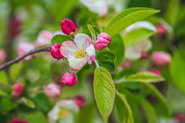 Tiro Close Flor Macieira Com Pétalas Rosa Ramo — Fotografia de Stock