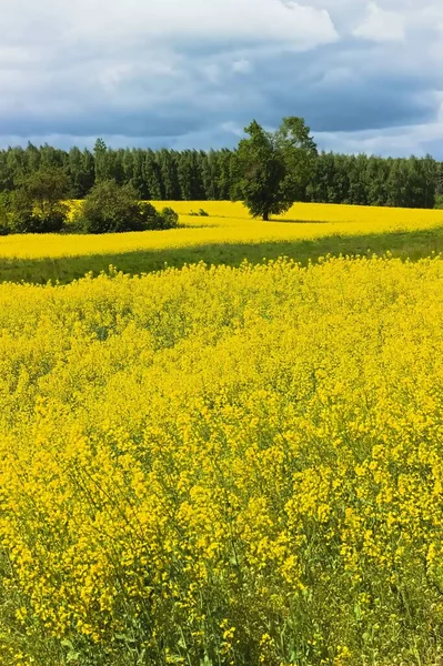 Eine Landschaft Von Einem Gelben Feld Mit Grünen Üppigen Bäumen — Stockfoto