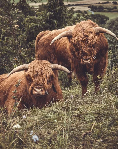 德国牧场上的几头高地牛 — 图库照片