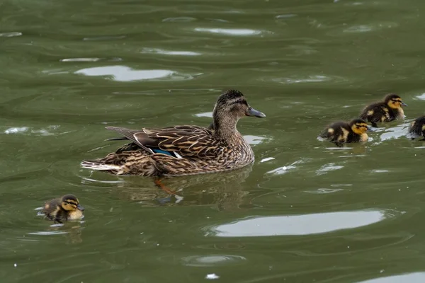 Pato Mallard Fêmea Lago Com Seus Patinhos Nadando Perto — Fotografia de Stock
