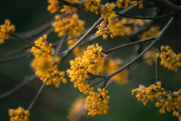 Tiro Foco Seletivo Ramo Cereja Corneliano Com Flores Amarelas Delicadas — Fotografia de Stock