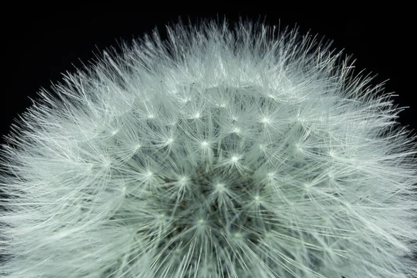 Een Prachtige Macro Shot Van Pluizige Witte Paardenbloem Zaden Een — Stockfoto