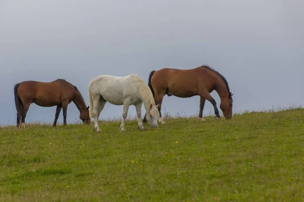 三匹马在田里吃草 — 图库照片