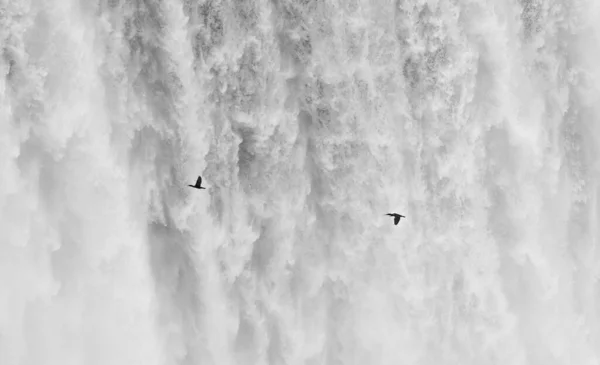 Two Gulls Flying Front Niagara Falls — Stock Photo, Image