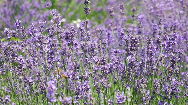 Honingbijen Zijn Bezig Met Het Kweken Van Lavendelbloemen Tele Statische — Stockfoto