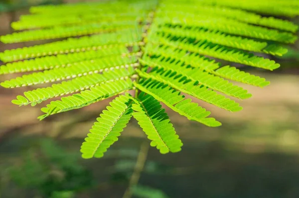 Primo Piano Ramo Felce Verde Sue Delicate Foglie Sotto Raggi — Foto Stock