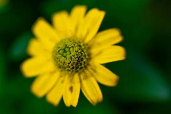 模糊背景下的一朵黄色花朵的特写镜头 — 图库照片