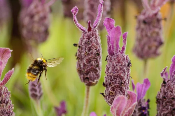 Una Macro Una Abeja Volando Cerca Flores Lavanda —  Fotos de Stock