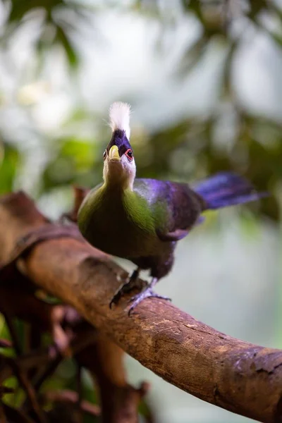 Zbliżenie Ujęcia Kolorowego Ptaka Turaco — Zdjęcie stockowe