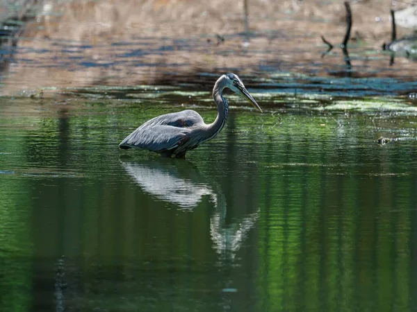 Ein Silberreiher Schwimmt Grünem Wasser Florida — Stockfoto