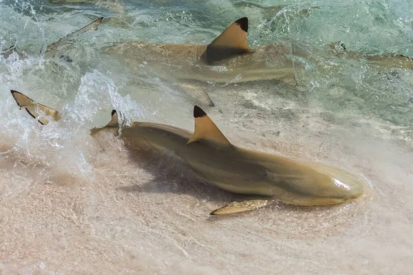 Schwarzspitzenriffhai Carcharhinus Melanopterus Schwimmt Ufer Und Kämpft Mit Reue Nahrung — Stockfoto
