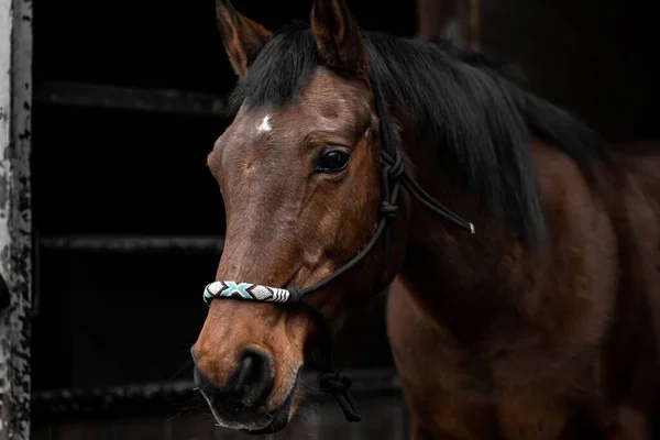 Closeup Shot Brown Thoroughbred Horse Entrance Stable Handmade Halter — Stock Photo, Image