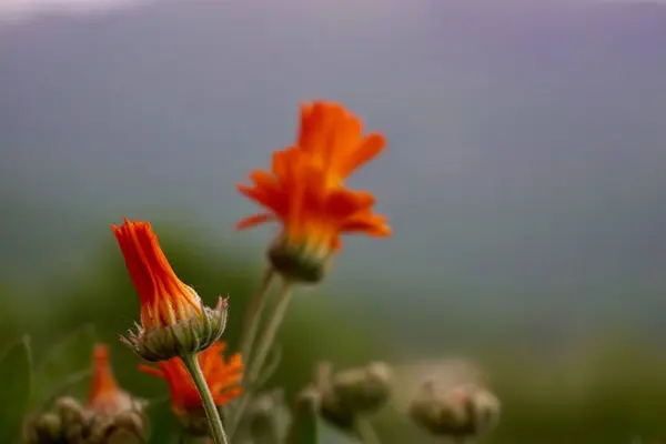 Μια Επιλεκτική Φωτογραφία Από Ένα Μπουμπούκι Πορτοκαλιάς Κοντά Ανθισμένα Λουλούδια — Φωτογραφία Αρχείου