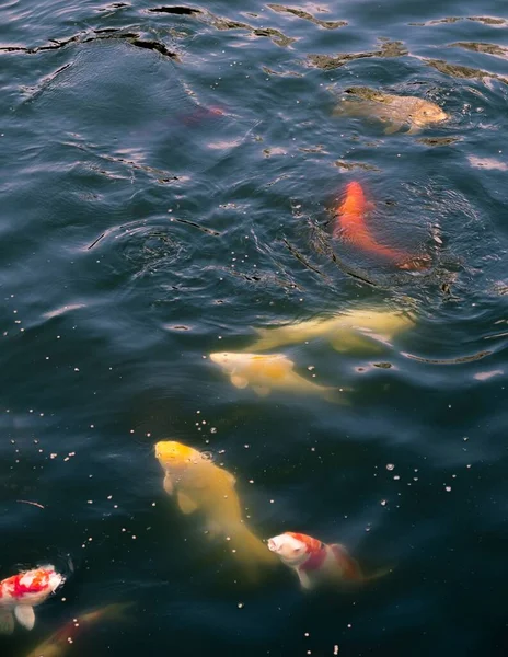 Koi Carp Red Yellow Fishes Ornamental Ponds Nan Lian Gardens — Stock Photo, Image