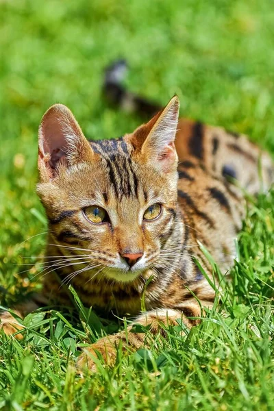 庭のベンガル猫 かわいいペットの近い肖像画 — ストック写真