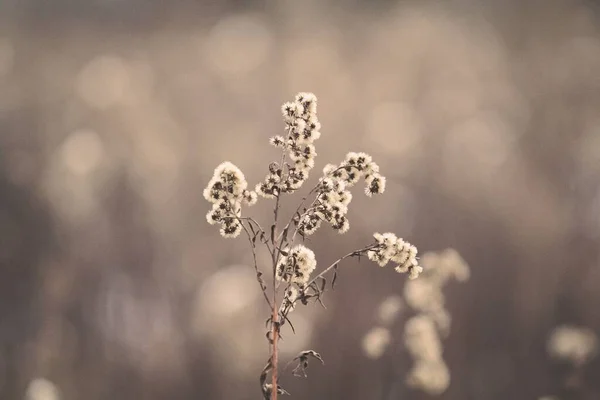 Ett Grunt Fokus Stirlingia Växter Som Växer Ett Fält — Stockfoto